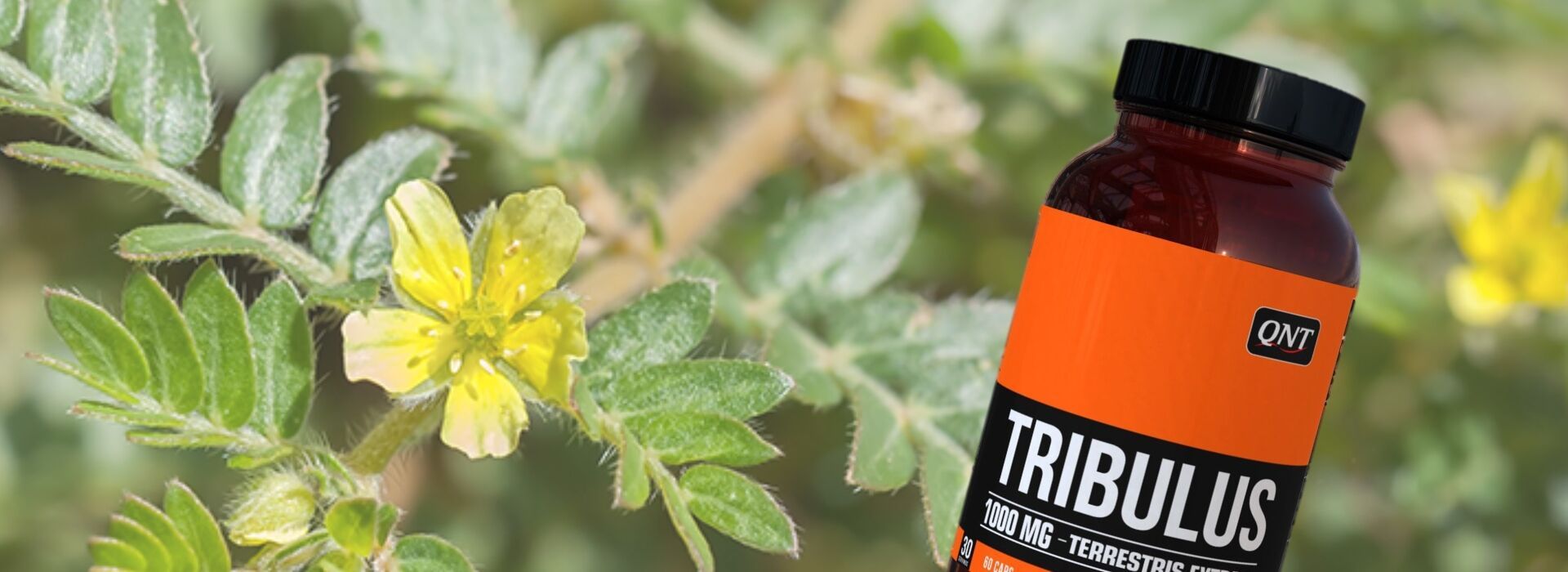 Tribulus Terrestris - 1000 mg - 60 kapszula - QNT USA